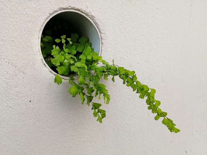 建物の排水設備付近から伸びた植物