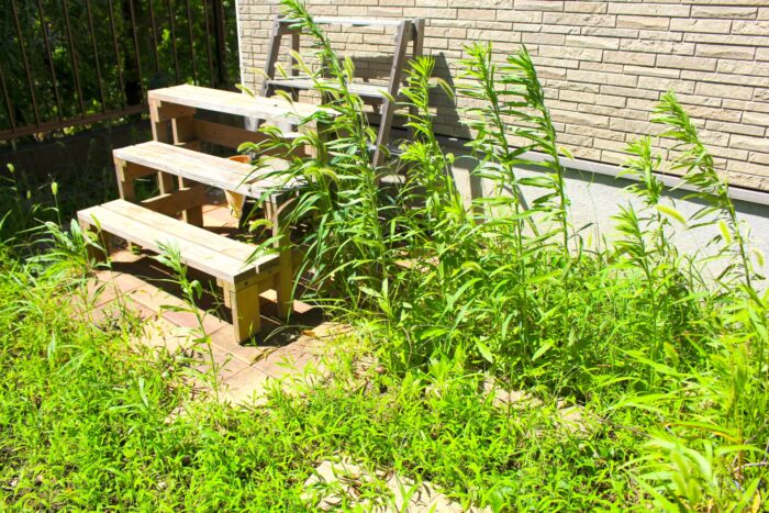 庭や建物まわりに伸びた雑草