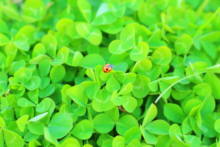 雑草が生えた草地にとまるてんとう虫