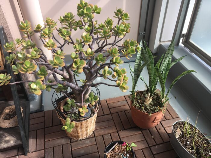 アパート・マンションのベランダに置かれた植木鉢