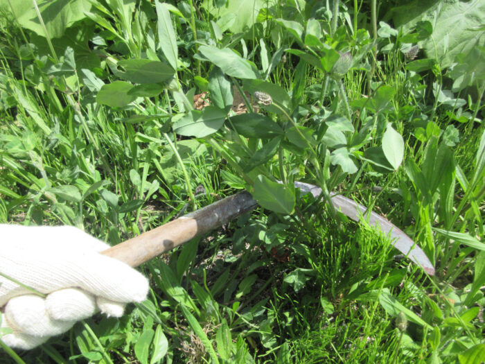 鎌を使って雑草を手作業で除草している様子