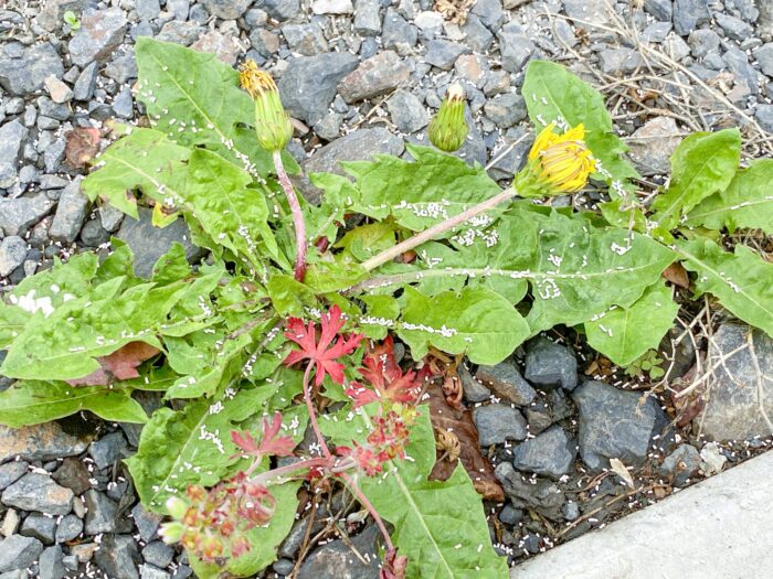 雑草の周囲に粒状タイプの除草剤を散布した様子